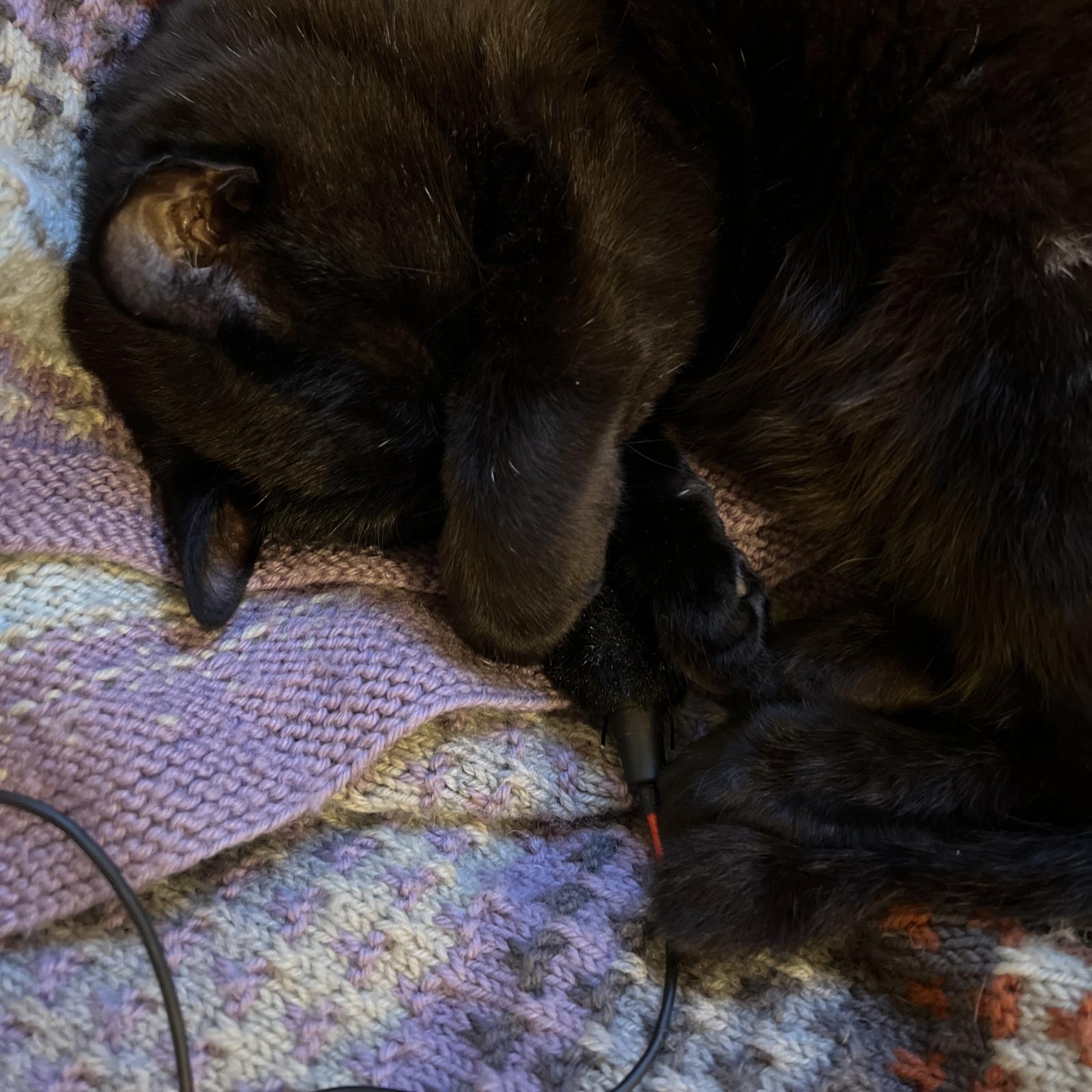 A close up photo of a black cat sleeping, with a microphone tucked under one of his front paws towards his face.