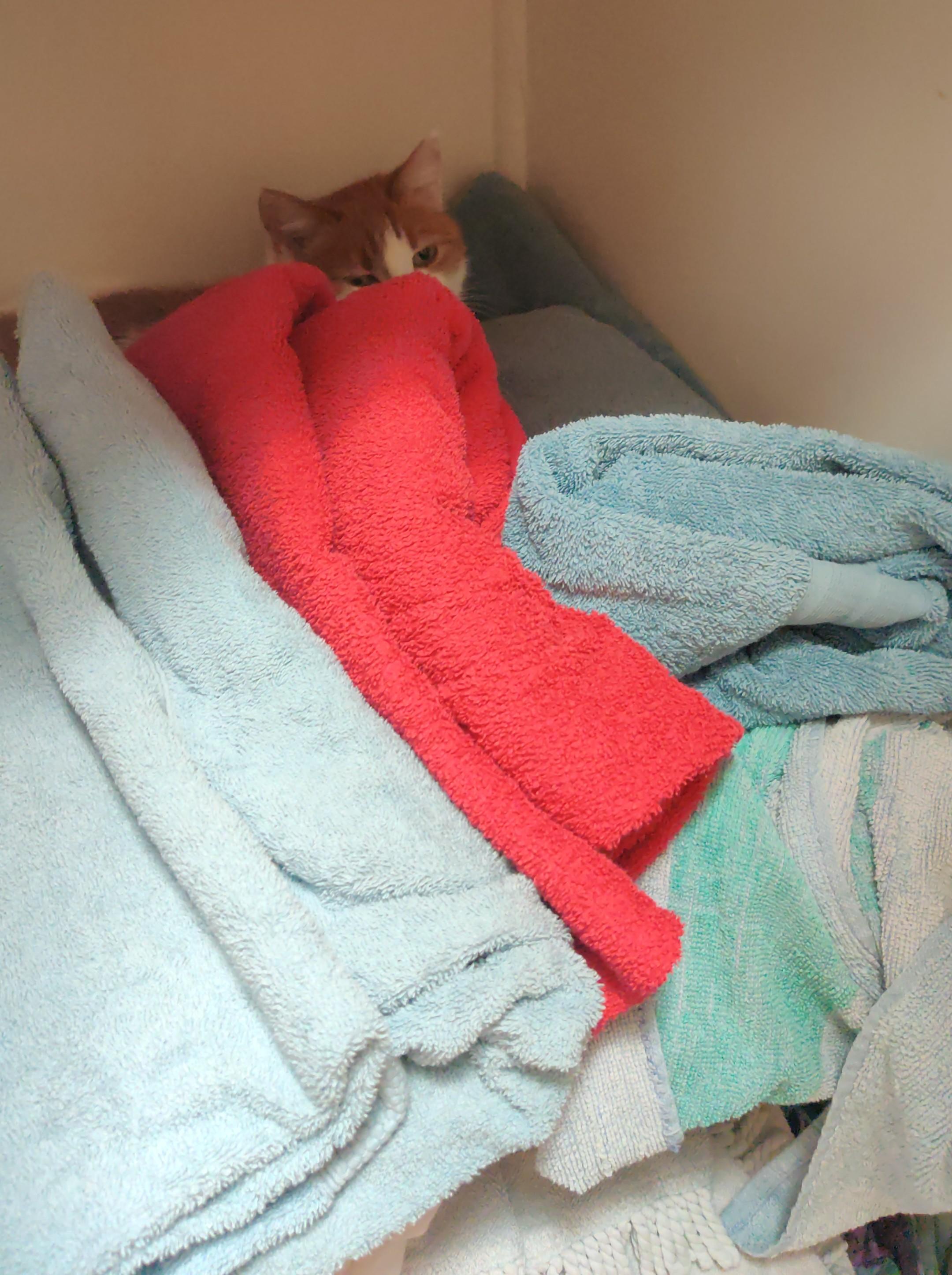 A cupboard full of towels. If you look carefully, you can see the very cute and partially obscured face of a very special white and ginger sweet baby senior cat hiding behind them.

Her name is Queen Felicia, and I love her.