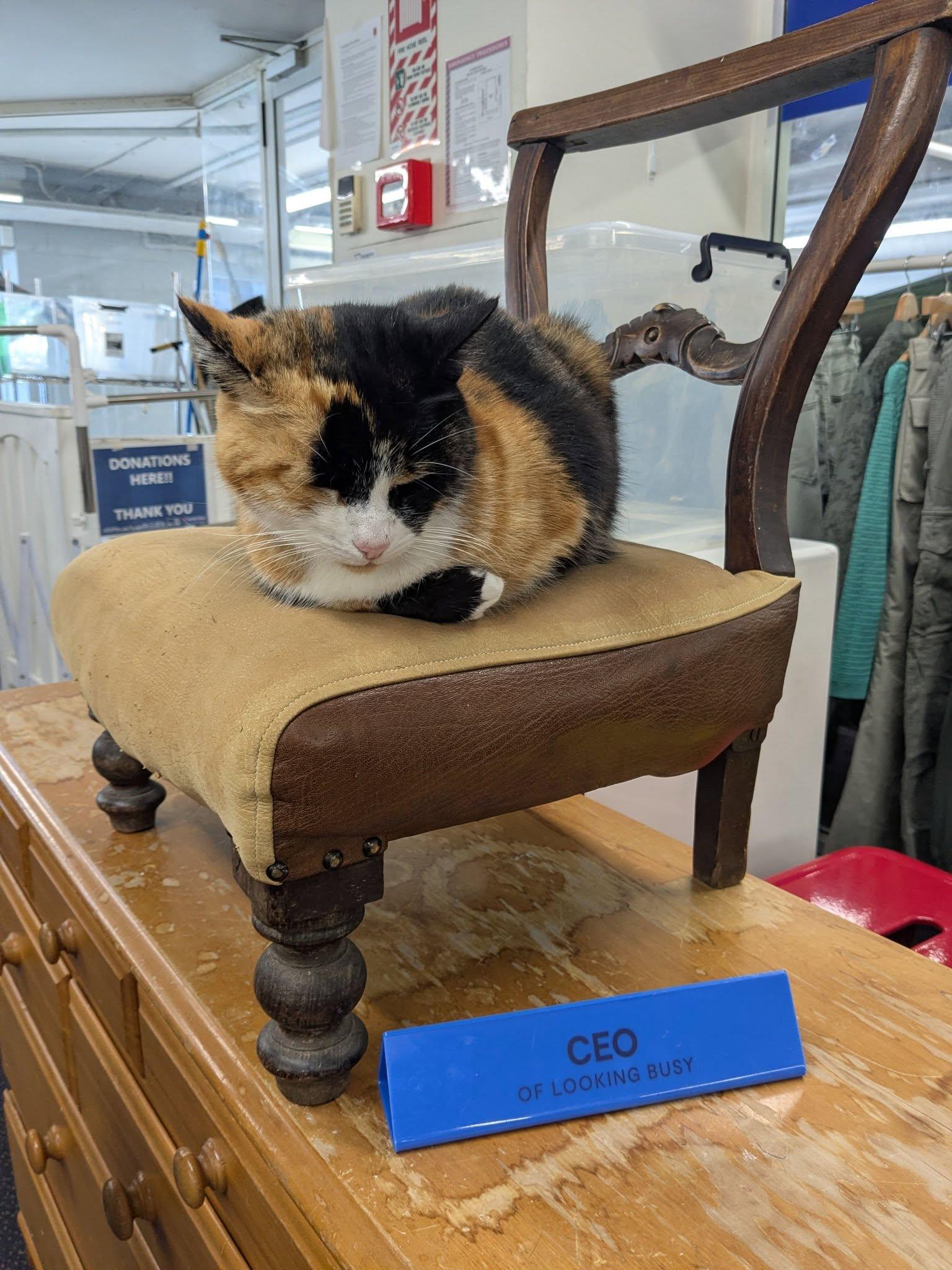 A Calico cat snoozing on a small chair on top of a wooden cabinet.
Next to the chair is a blue sign reading "CEO of looking busy"
