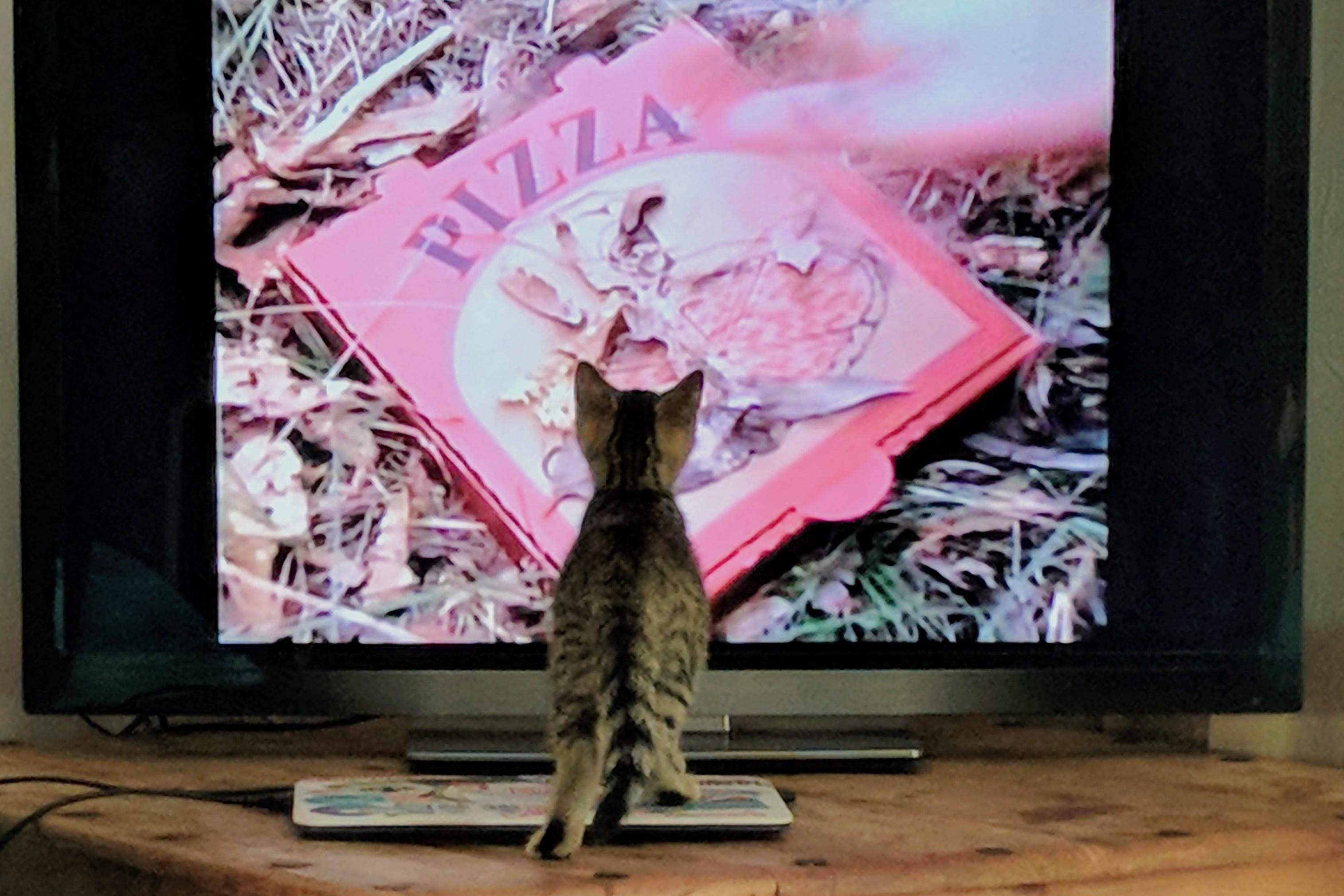 A tabby kitten with its back to the camera stands on its hind legs on a TV stand, peering intently at a television screen. The TV displays a close-up of a pink pizza box resting on dry grass, with a hand reaching toward it. The kitten’s small ears are perked, and its striped tail is slightly curled as it focuses on the "pizza" on the screen.