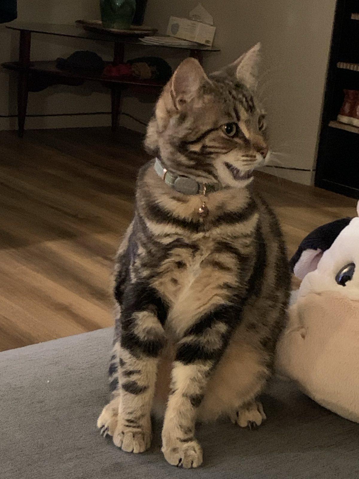 A tabby cat sitting on a grey couch, with her mouth slightly open from meeping/meowing. In the background is a wood-like floor.