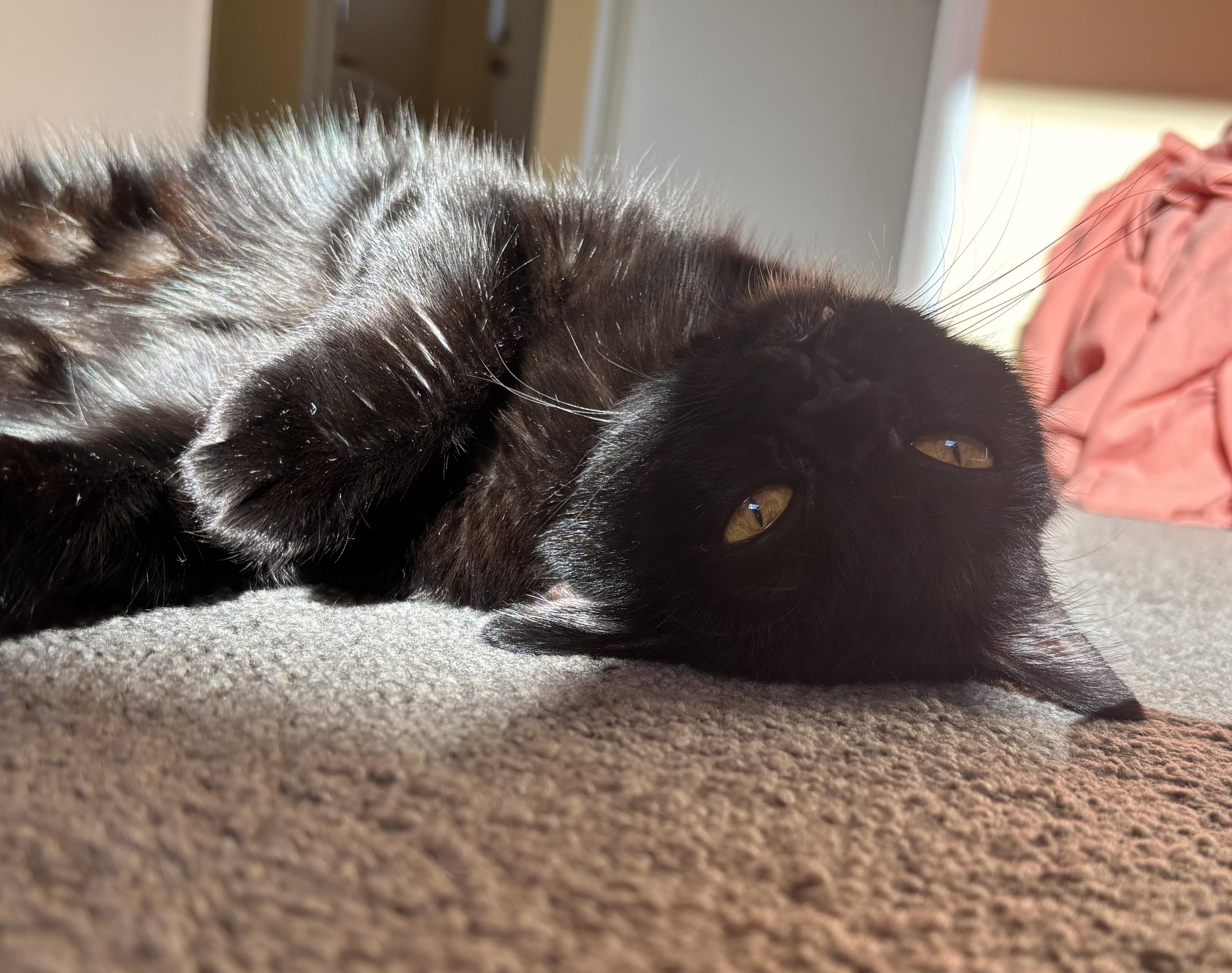 Black cat lying in the sun with her head tipped upside down.