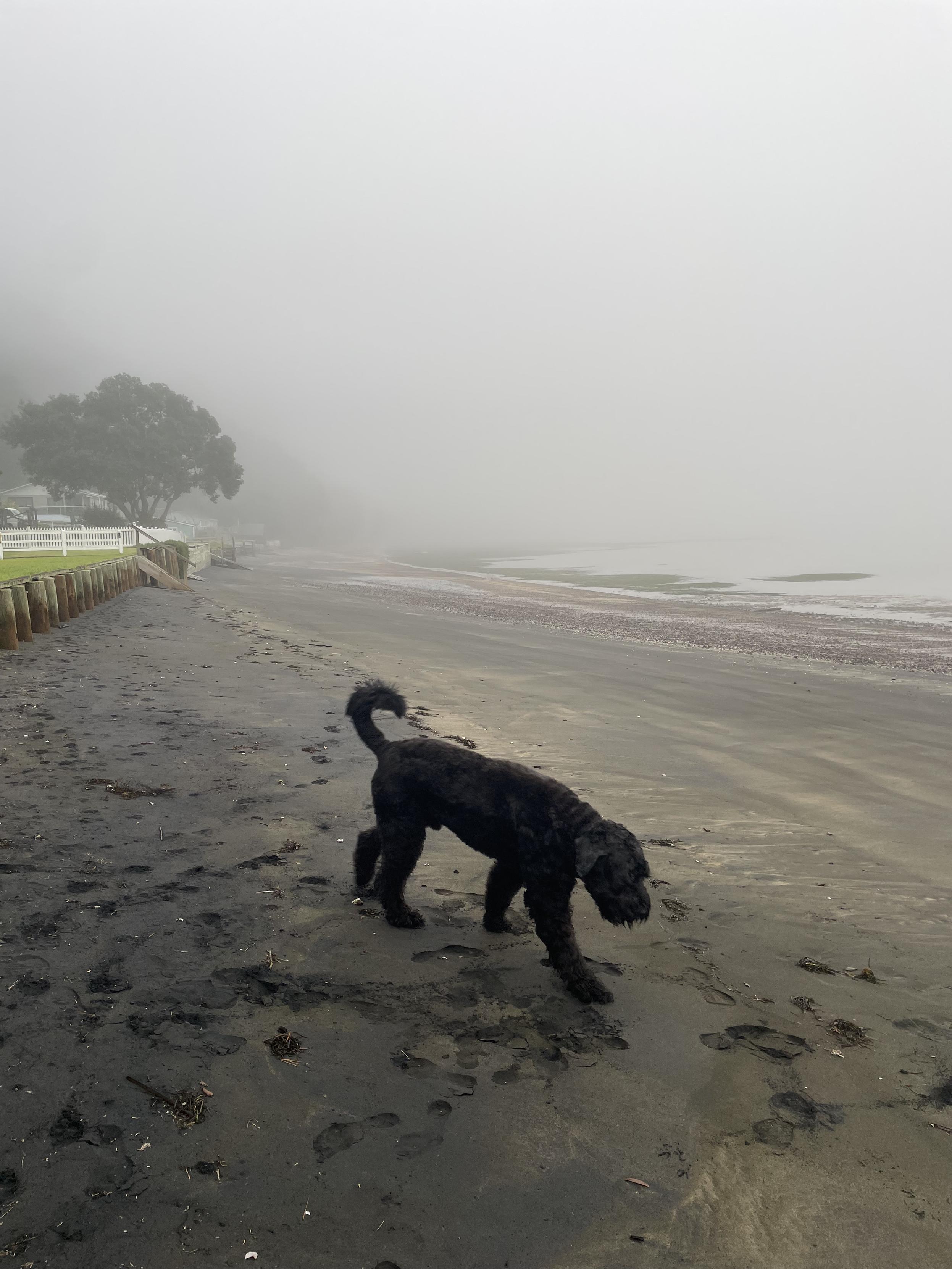 Large black dog walking on a foggy beach