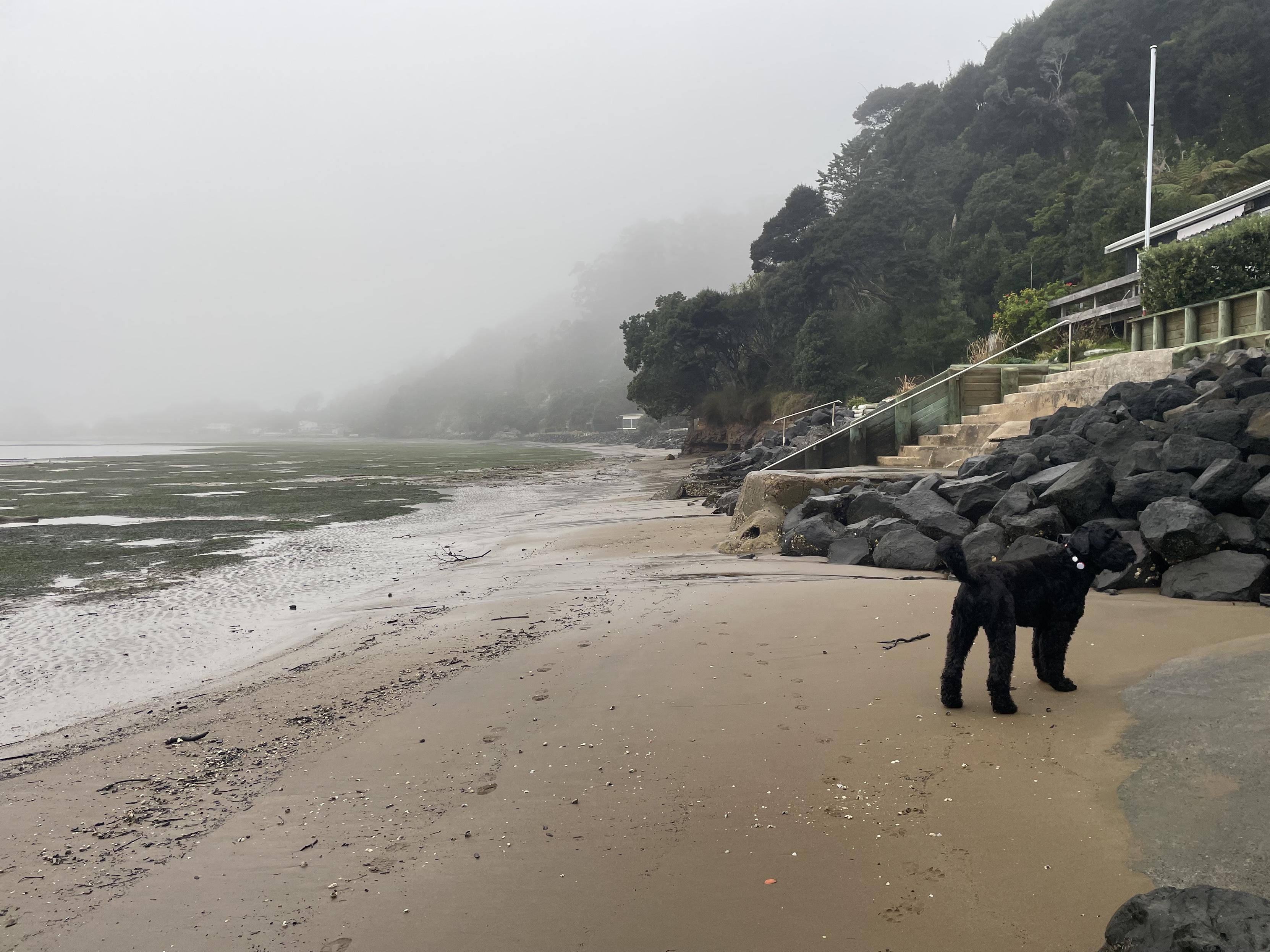 A slightly less foggy beach with a large black dog walking on it. It’s low tide and lots of sea grass is exposed. They’re houses on the edge of the beach, with staircases that go straight to the stand.