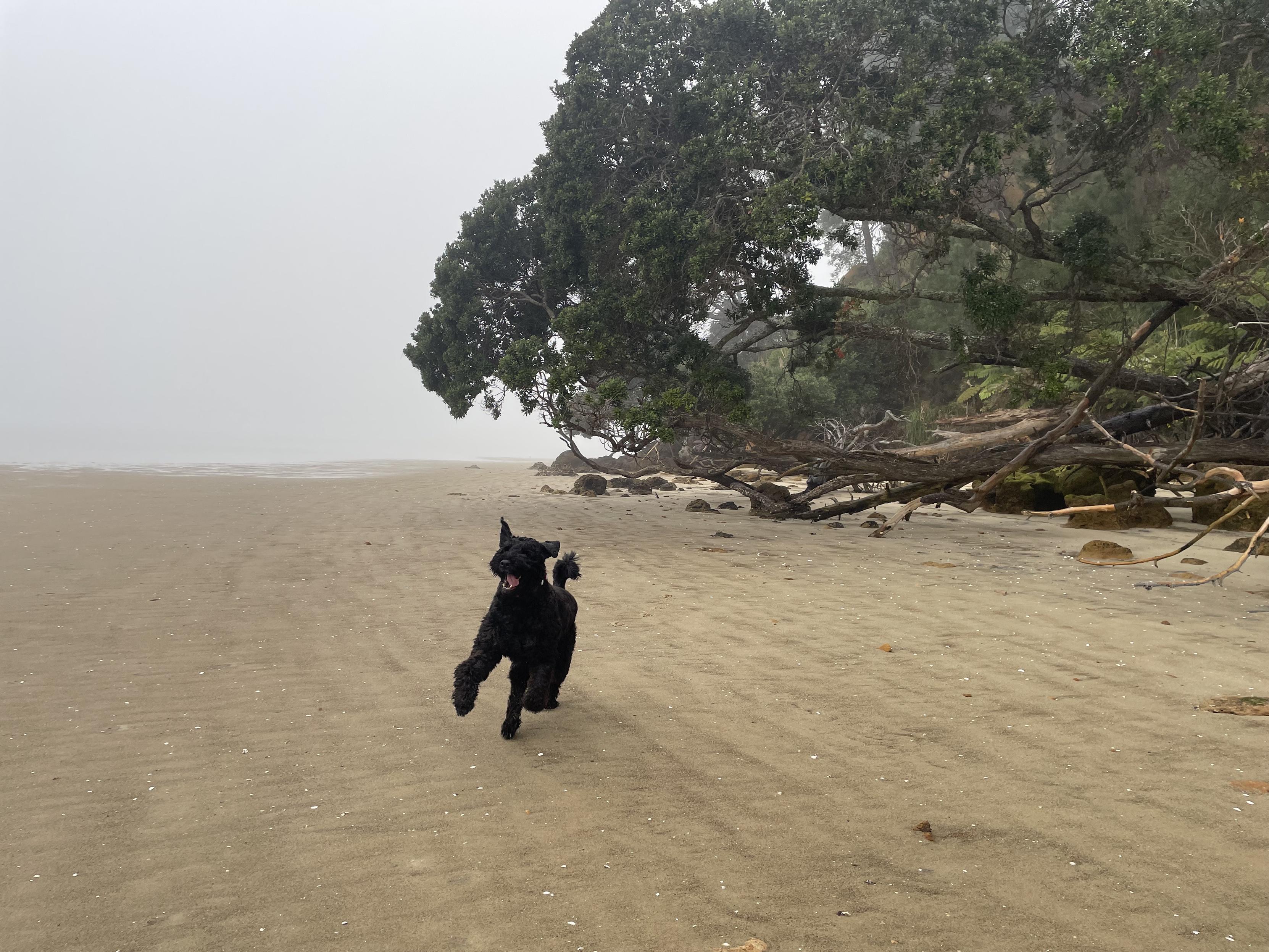 A cold foggy beach at low tide. The pōhutukawa trees are stretching out across the sand. A large black dog is joyously frolicking towards the camera. His ears are flapping, his tongue is lolling, his legs are all akimbo.