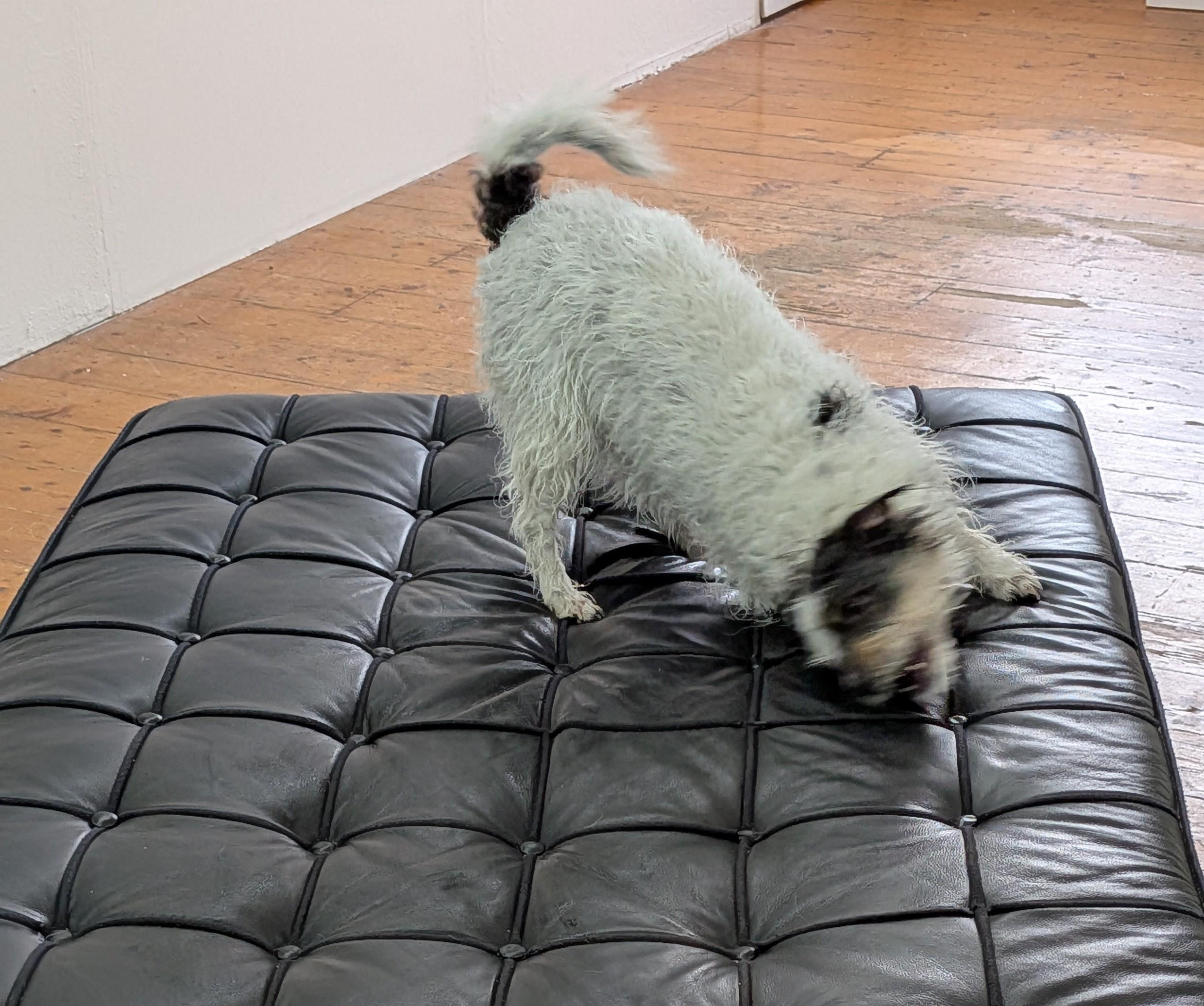 Bowie the gremlin terrier mid snout roll on a black backless sofa