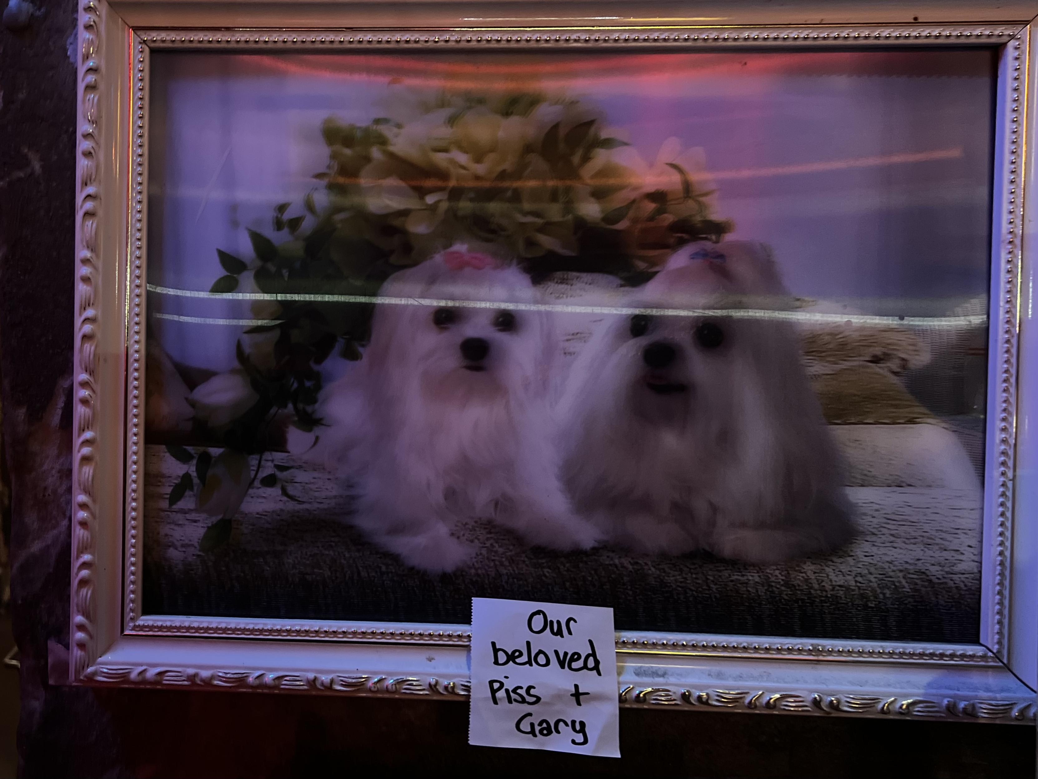 A photo of a fancy looking portrait in a gold frame of two fluffy toy dogs (as in the type of breed, not actually toys). A handwritten note attached to the bottom of the frame reads “Our beloved Piss   Gary”.