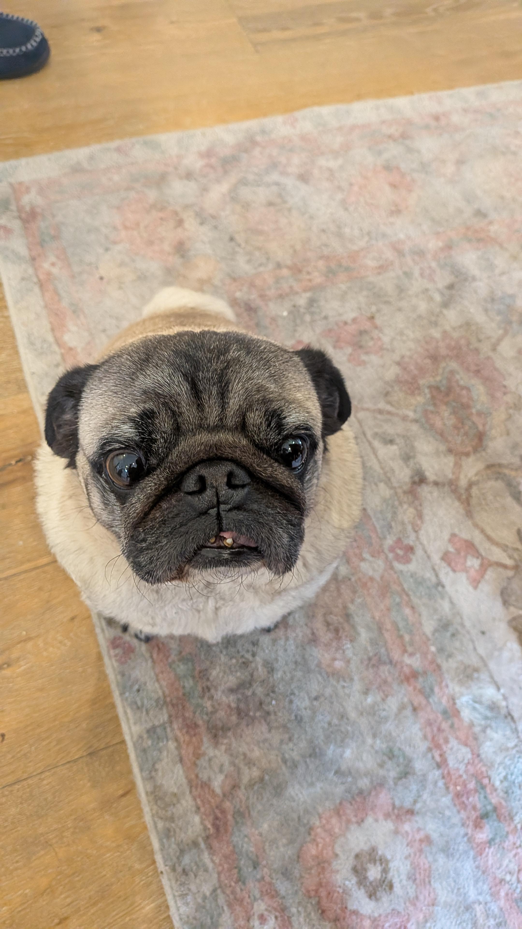 a photograph of my tan pug Alfie, from above. his body is unusually circular.