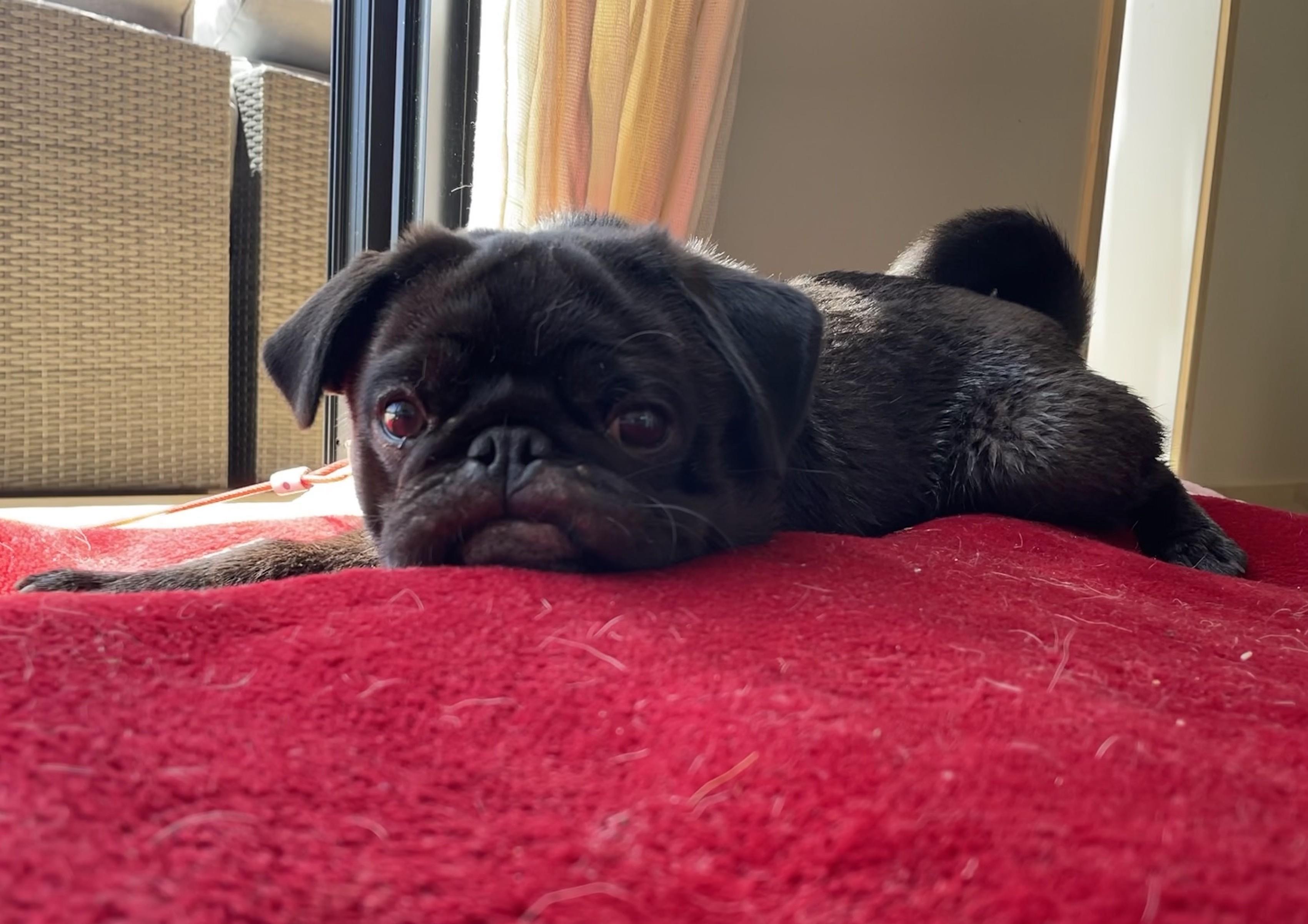 a photograph of a young black pug lying on a red blanket and looking into the camera, with his lip caught in his teeth