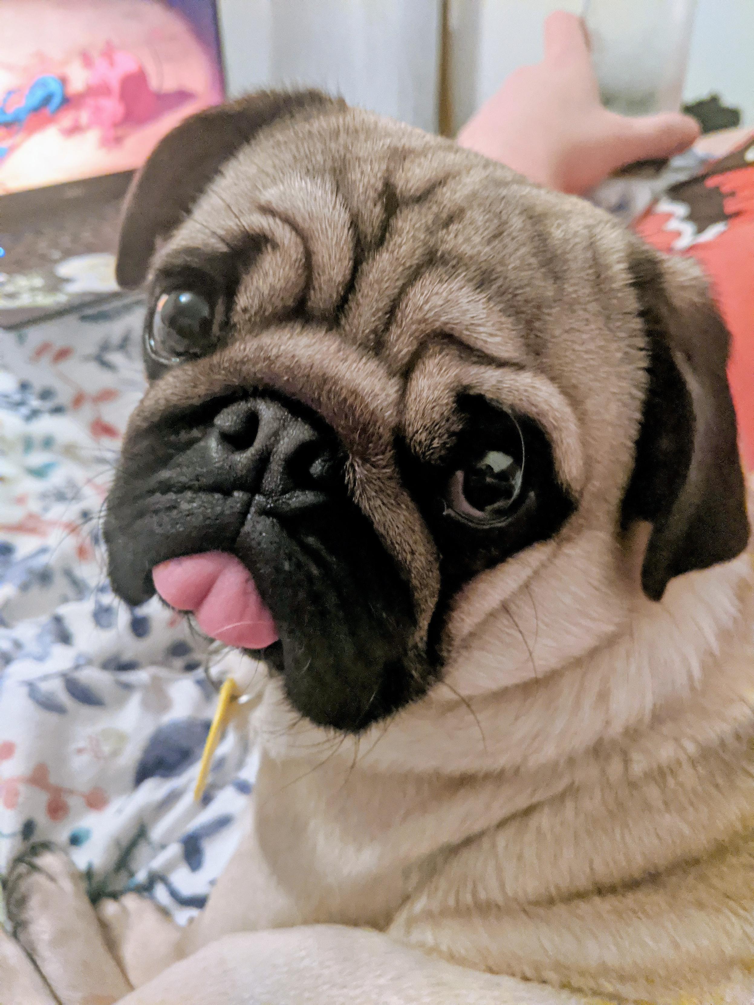 a close up photo of a tan pug face, looking into the camera with a cute expression and his tongue out a reasonable amount