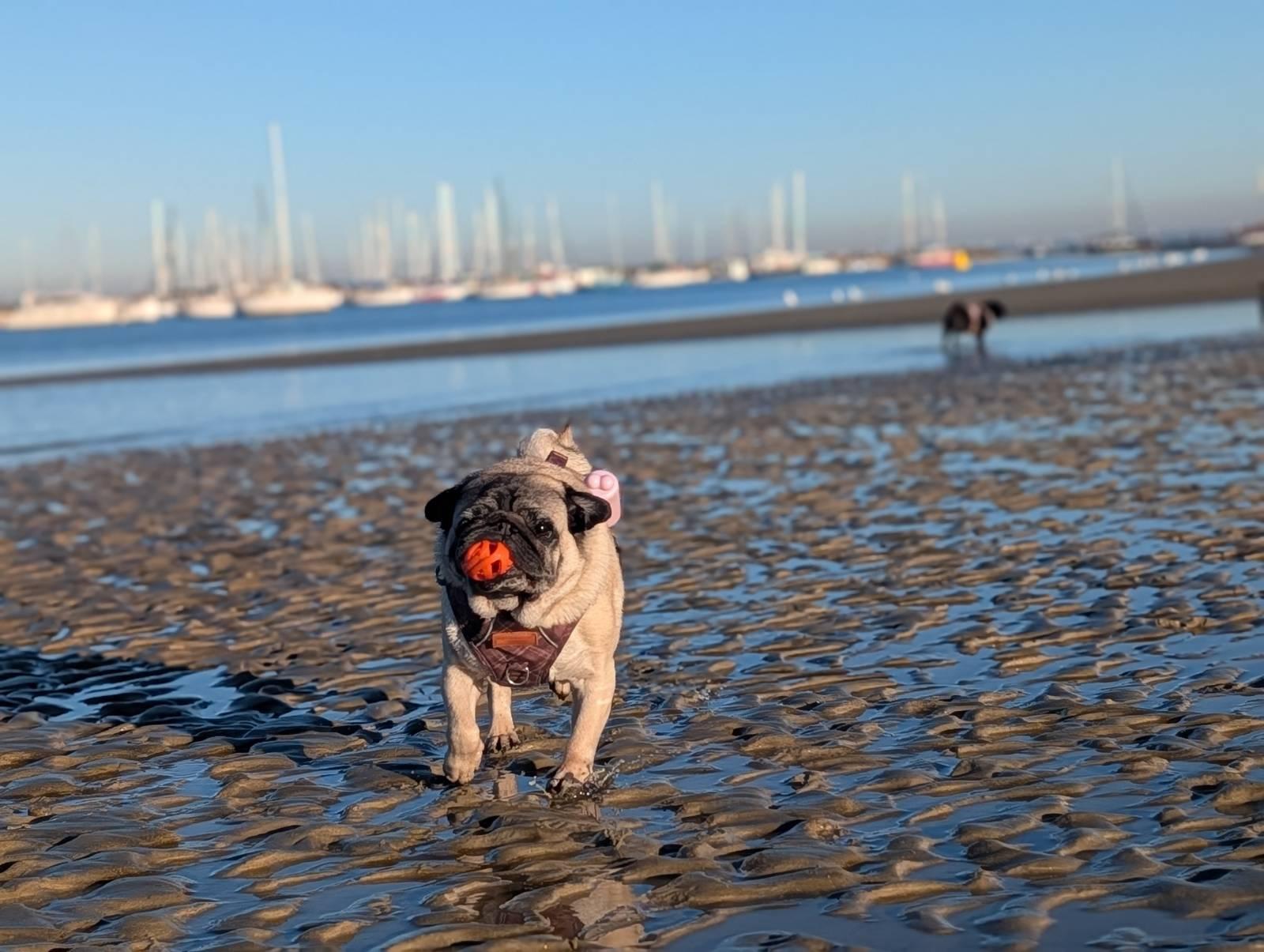 a tan pug runs across a wet beach, with boats in a marina in the background. his mouth is entirely full with an orange ball