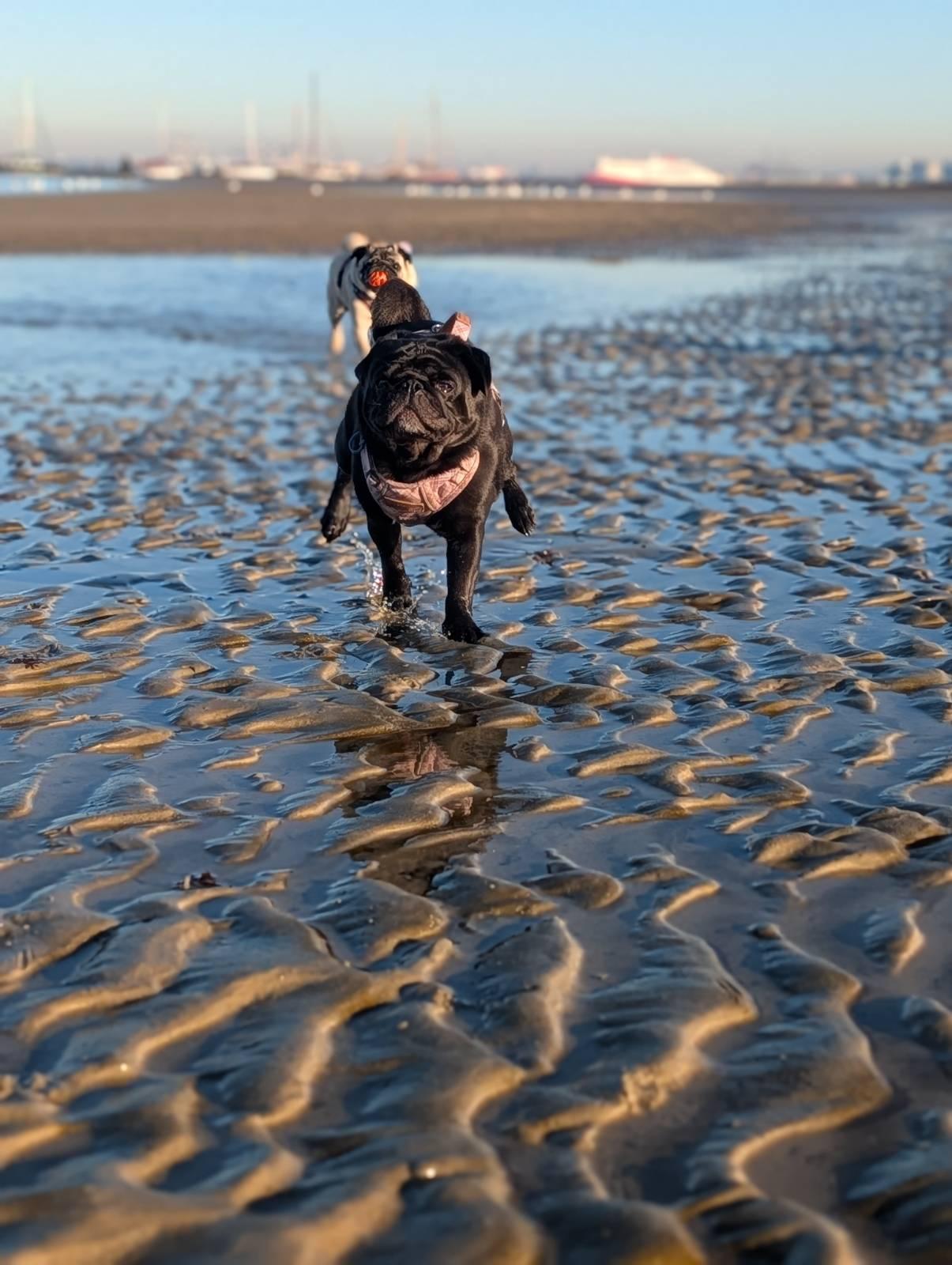 a black pug runs across a wet beach, towards the camera, his back legs kicked out behind him