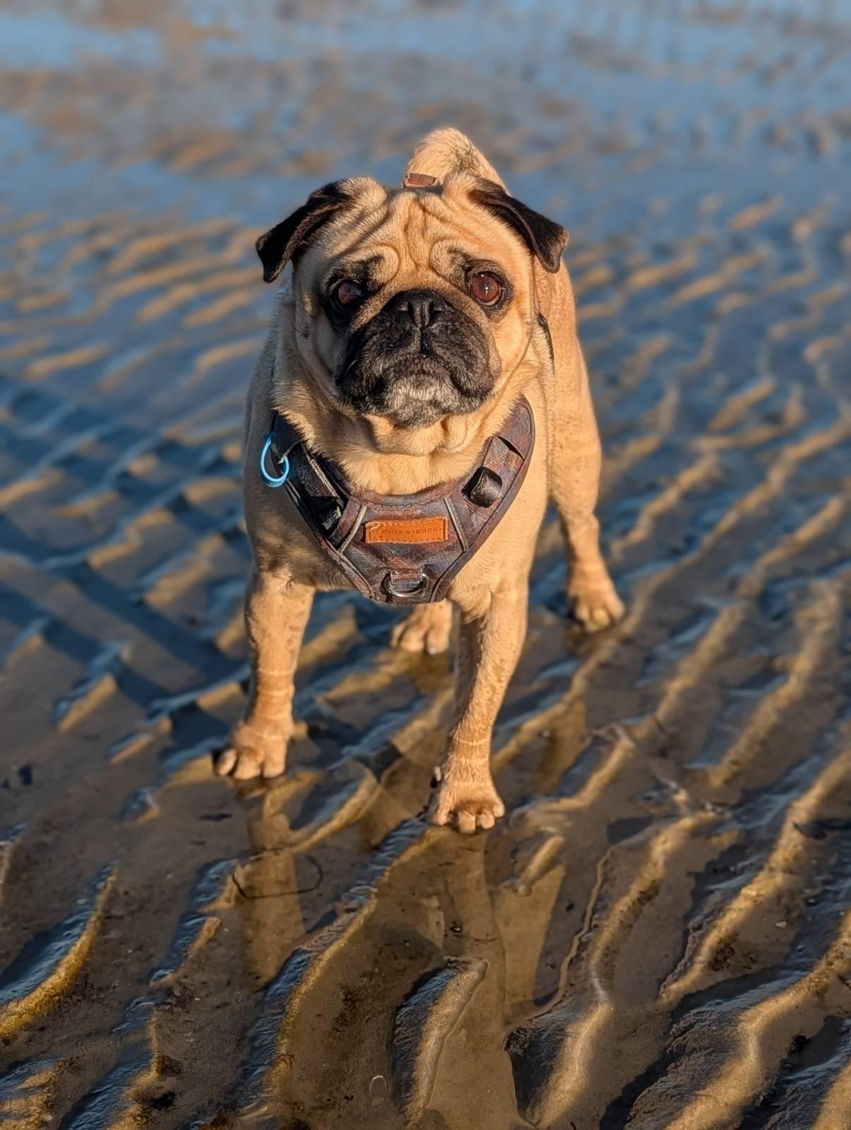 a tan pug stands on a wet beach, staring into the camera, his expression very alert