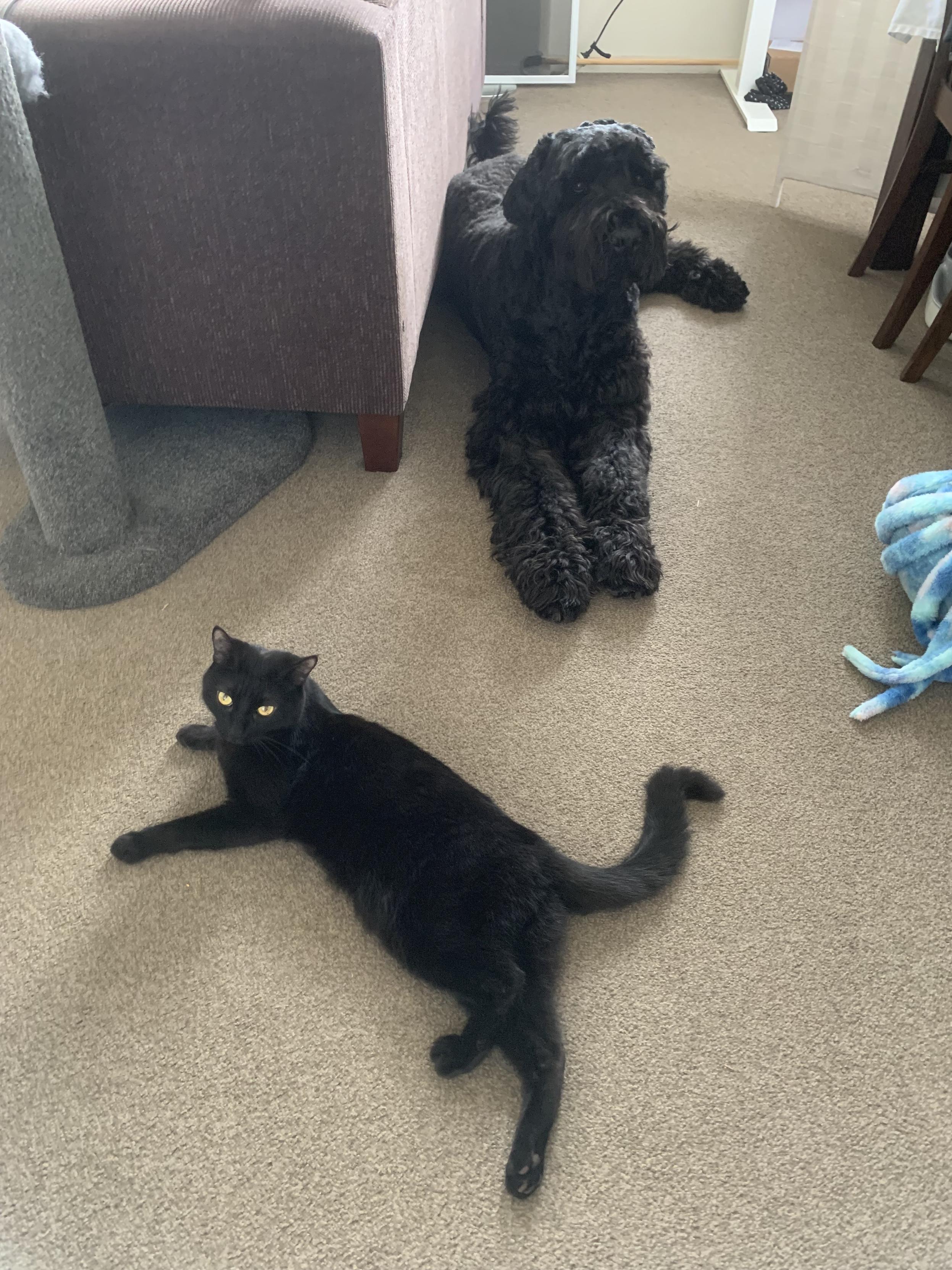 Large shaggy black dog lying along behind a couch, and a black cat sprawled in front of him