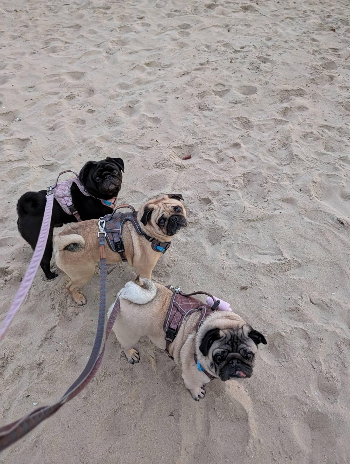 three pugs arrayed in a curve on a beach, shot from above. the top pug is black, the other two are various shades of tan. they are all wearing tartan harnesses in coordinating colours and looking at the photographer as though they have been offered a treat