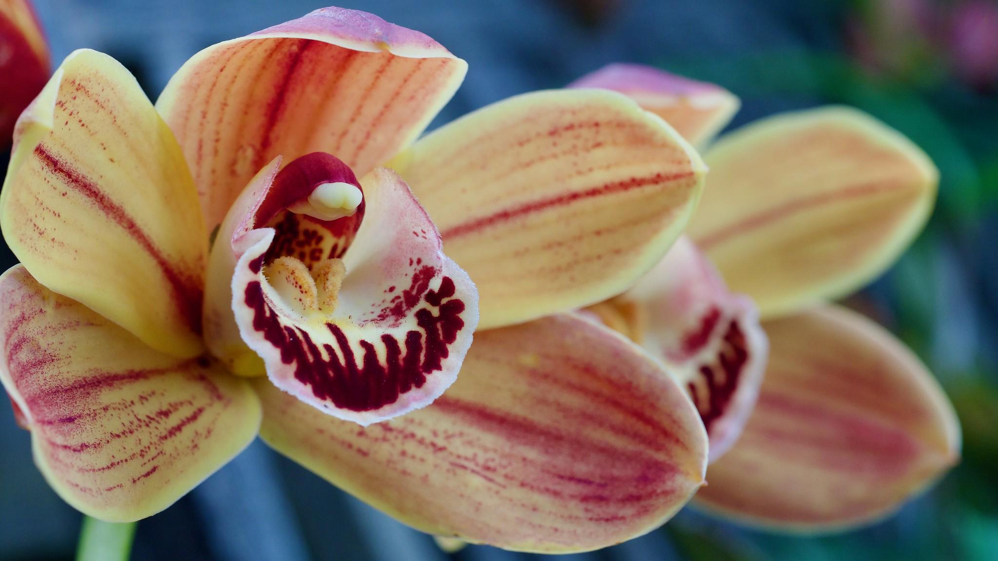 Close up of two blooming yellow/red orchids. One in the foreground in focus on the left and another behind and to the right, slightly obscured by the one in the foreground..